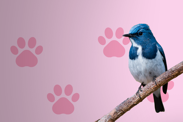 Essentials category image